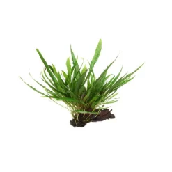 Microsorum pteropus sur racine S