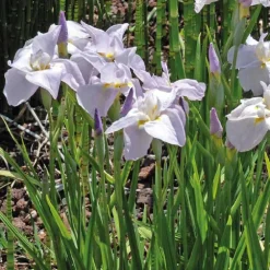 Millepertuis des marais godet 9x9 cm