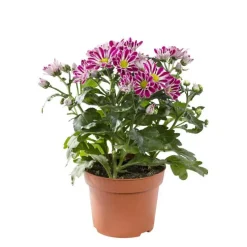 Mini Chrysanthème multicolore. Le pot de 10,5 cm