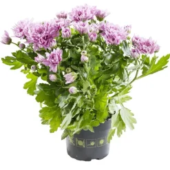 Mini Chrysanthème multicolore. Le pot de 10,5 cm