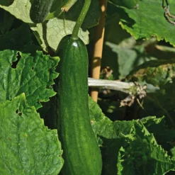 Mini Concombre Apero Crockdelis Special Balcon Bio. Le pot de 2,5 litres