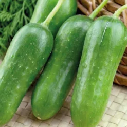 Mini Concombre Apero Crockdelis Special Balcon Bio. Le pot de 2,5 litres