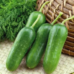 Mini Concombre Paska Bio. Le pot de 10,5 cm