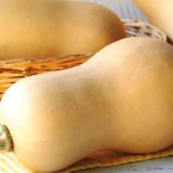 Mini Courge Butternut Bio. Le pot de 9x9 cm