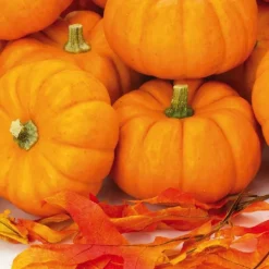 Mini Courge Jack Be Little Bio. Le pot de 9x9 cm