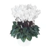 Mini cyclamen blanc - Le pot de diamètre 10,5 cm