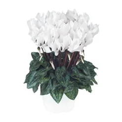 Mini cyclamen blanc - Le pot de diamètre 10,5 cm