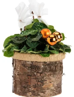Mini cyclamen pot rond effet bouleau - Ø 12 cm