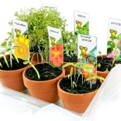 Mini-serre 6 pots enfants