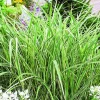 Miscanthus sinensis Variegatus vert botanic®. Le pot de 2 litres