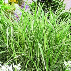 Miscanthus sinensis Variegatus vert botanic®. Le pot de 2 litres