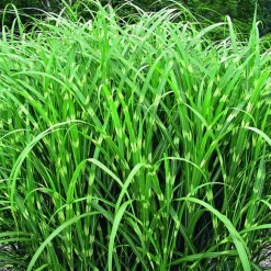 Miscanthus sinensis Zebrinus vert botanic®. Le pot de 4 litres
