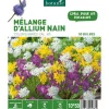 Mélange d'Allium botanic® - 50 bulbes