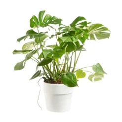 Monstera Deliciosa buisson pot Ø26xH80 cm