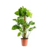 Monstera Deliciosa pot tuteur mousse Ø19xH75 cm
