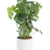 Monstera deliciosa vert sur tuteur mousse en pot blanc émaillé botanic®. Le pot Ø 24 cm