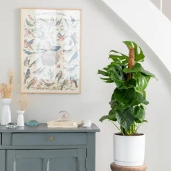 Monstera deliciosa vert sur tuteur mousse en pot blanc émaillé botanic®. Le pot Ø 24 cm