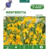 Montbretia Davidson orange botanic® - 10 bulbes