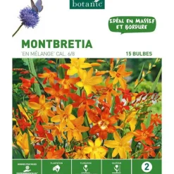 Montbretia Mélange botanic® - 15 bulbes