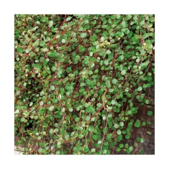 Muehlenbeckia complexa en pot de 3 litres