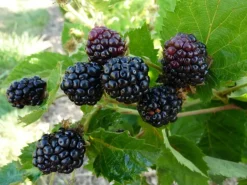 Mure 'Montblanc' Bio. Le pot de 2 litres