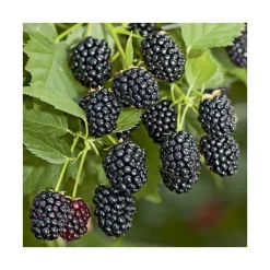 Mure 'Triple Crown' Bio. Le pot de 5 litres