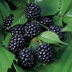 Murier Dirksen Bio. Le pot de 2 litres