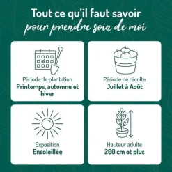 Murier Triple Crown Bio. Le pot de 2 litres