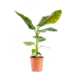 Musa Nana Bananier pot Ø21xH125 cm