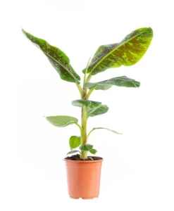 Musa’dwarf Cavendish Bananier Pot Ø35 cm H180 cm