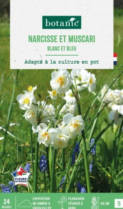Muscari et narcisse pluriflore en mélange - 24 bulbes