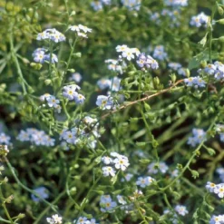 Myosotis des marais godet 9x9 cm