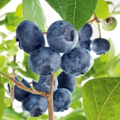 Myrtille Brigitta Blue Bio. Le pot de 2 litres