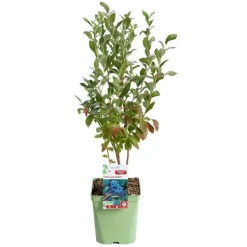 Myrtille Patriot Bio. Le pot de 5 litres