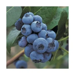 Myrtille Patriot Bio. Le pot de 2 litres