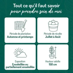 Myrtille Pink Lemonade® Bio. Le pot de 2 litres