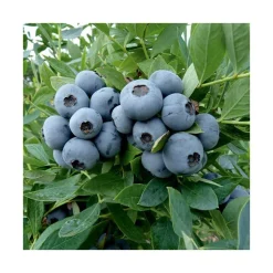 Myrtille Sunshine Blue Bio. Le pot de 2 litres