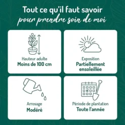 Nandina Domestica Gulf Stream (Bambou sacré) en pot de 5 L rouge