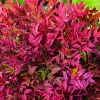 Nandina domestica Obsessed Seika botanic®. Le pot de 3 litres