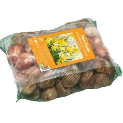 Narcisse botanique en filet botanic® - 50 bulbes