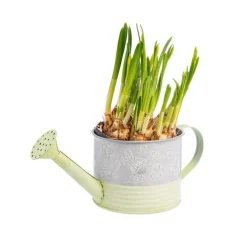 Narcisse dans cache-pot arrosoir en zinc Ø 12 cm