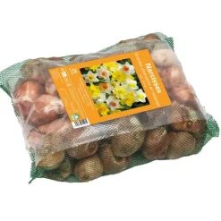 Narcisse en mélange filet grande couronne botanic® - 25 bulbes