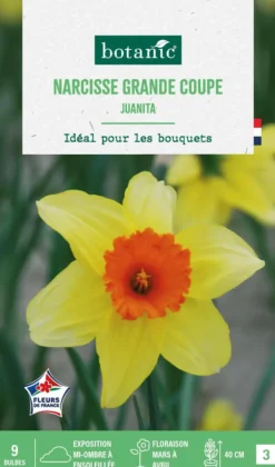 Narcisse grande coupe juanita botanic® - 9 bulbes