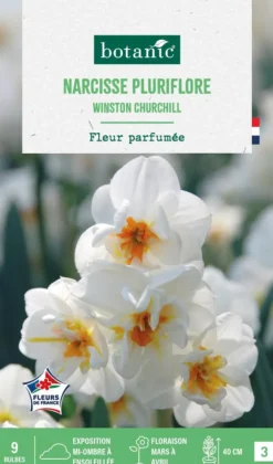 Narcisse pluriflore winston churchill botanic® - 9 bulbes