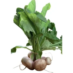 Navet bio de France en botte d'environ 350g - Prix à la pièce