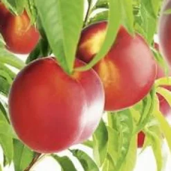 Nectarinier Fantasia. En racine nue, forme gobelet