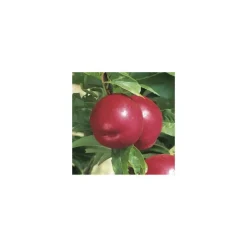 Nectarinier Nectared 6 ®. En racine nue, forme gobelet