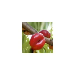 Nectarinier Plate Mesenibrine®. En racine nue, forme gobelet