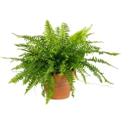 Nephrolepis – Pot en terre de 14 cm