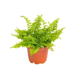 Nephrolepsis en pot Ø 6 cm